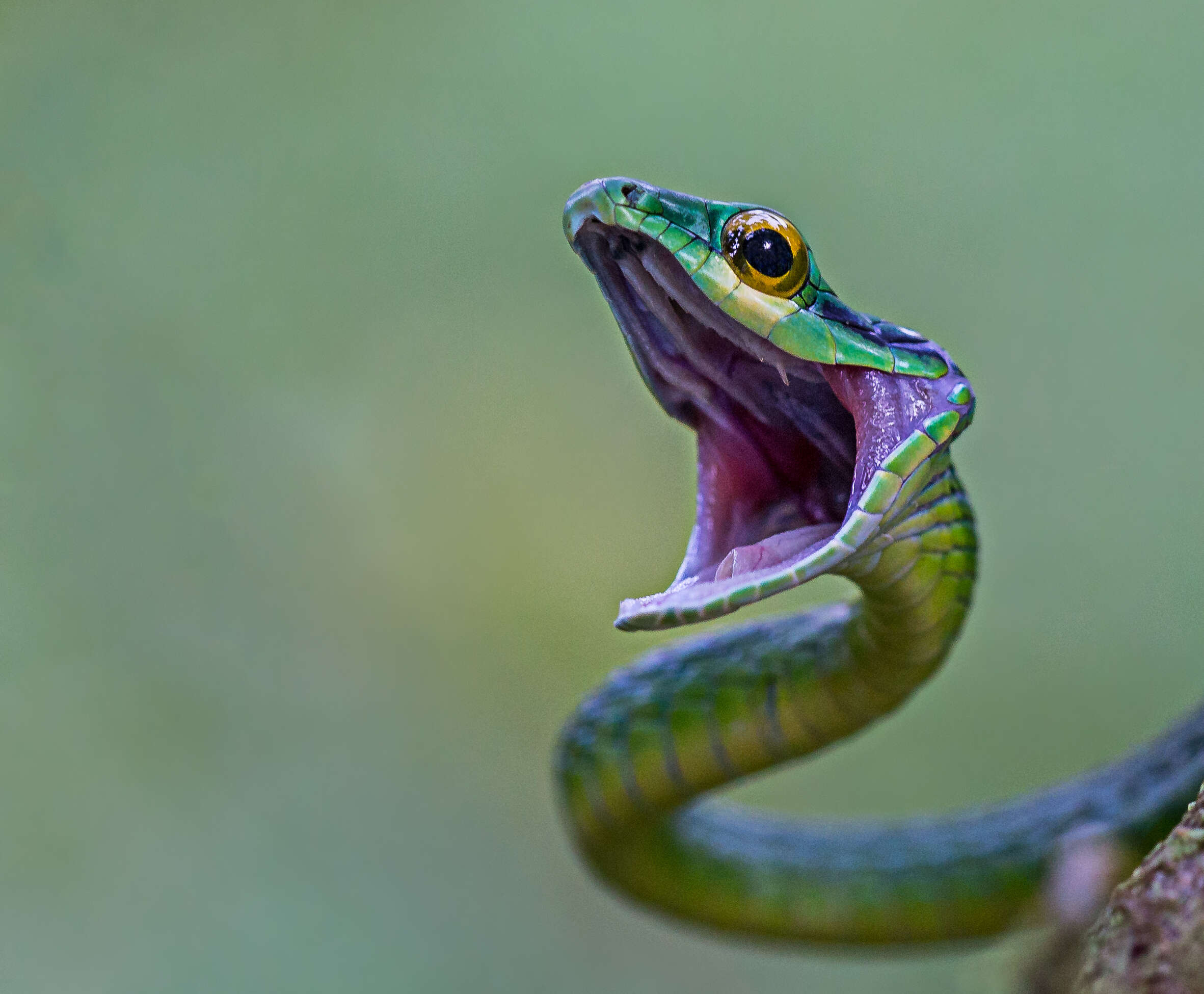 Image of Green Parrot Snake