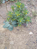 Image of golden desert-snapdragon