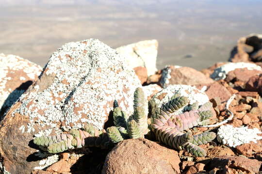 Image of Crassula vestita Thunb.