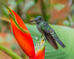 Image of Phaeochroa Gould 1861