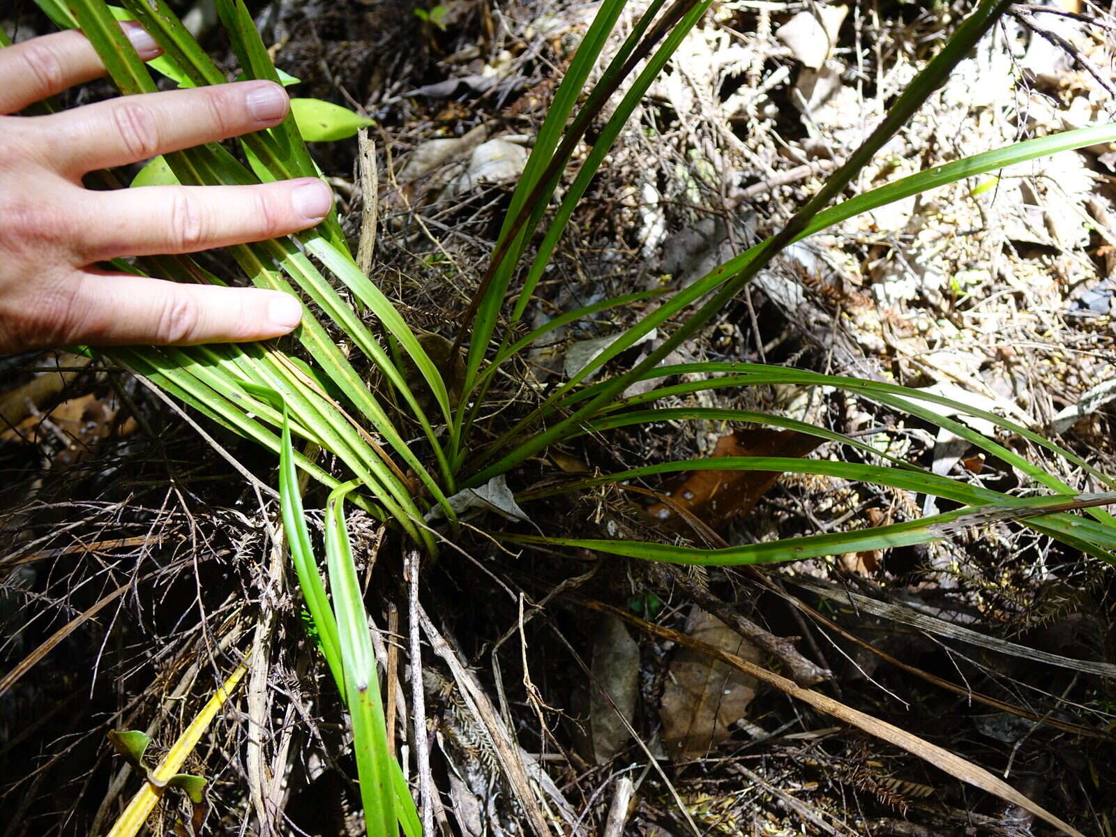 Image of Cordyline pumilio Hook. fil.