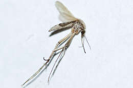 Image of Aedes dorsalis (Meigen 1830)