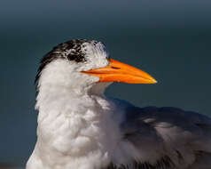 Image of Royal Tern