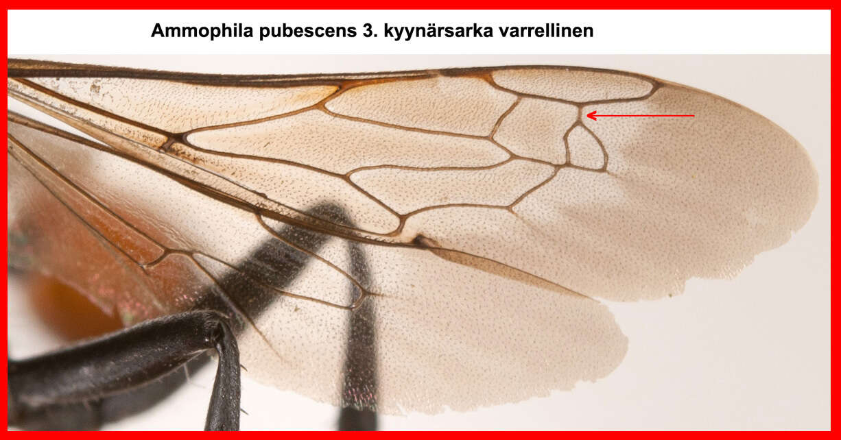 Image of Ammophila pubescens Curtis 1836
