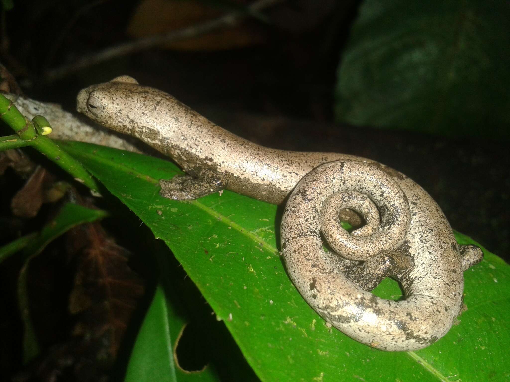 Image of Camron Mushroom-tongue Salamander