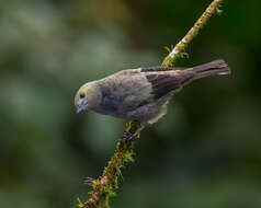 Image of Palm Tanager