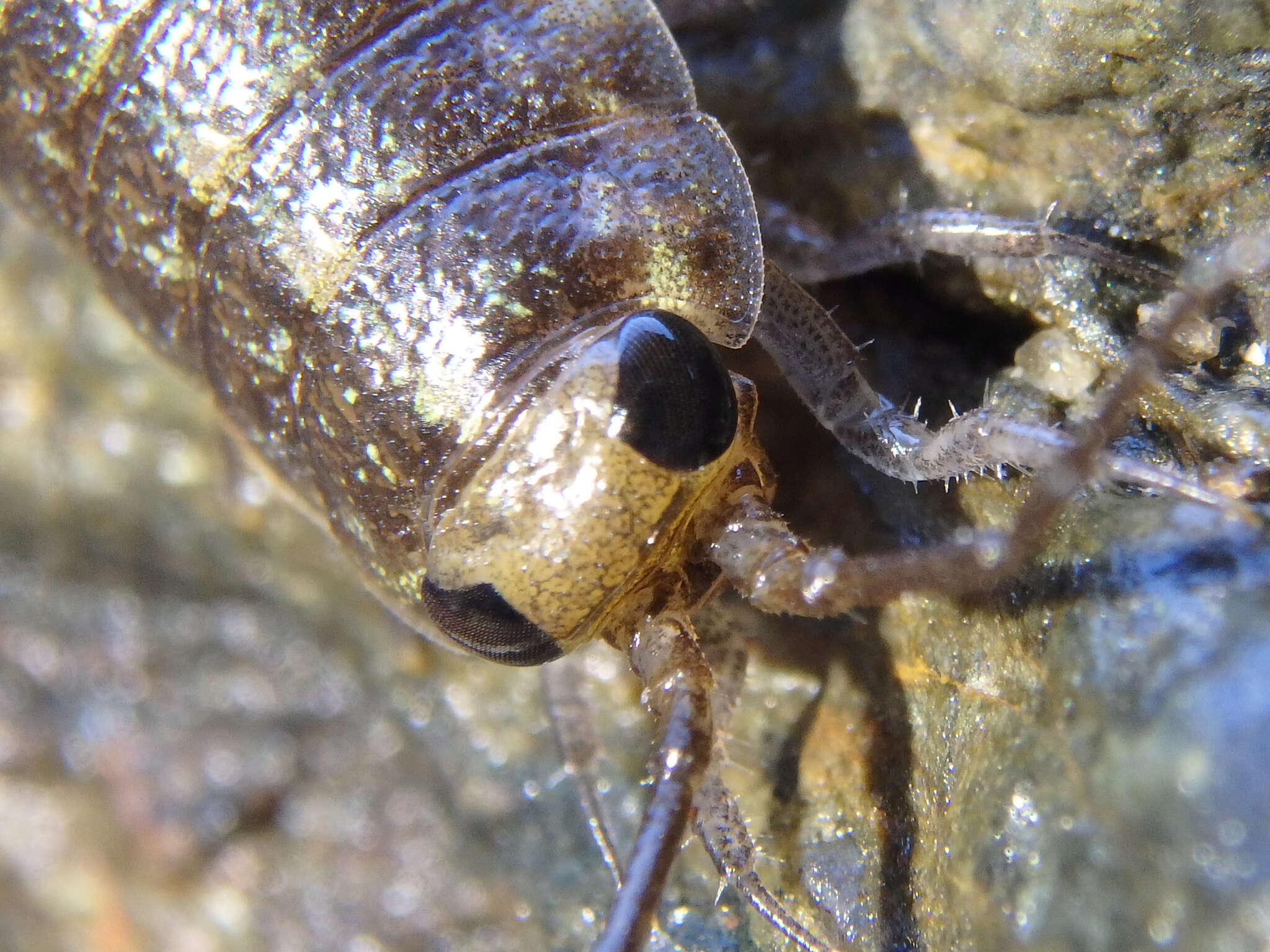 Imagem de Ligia australiensis (Dana 1853)