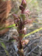 Image of Satyrium lupulinum Lindl.