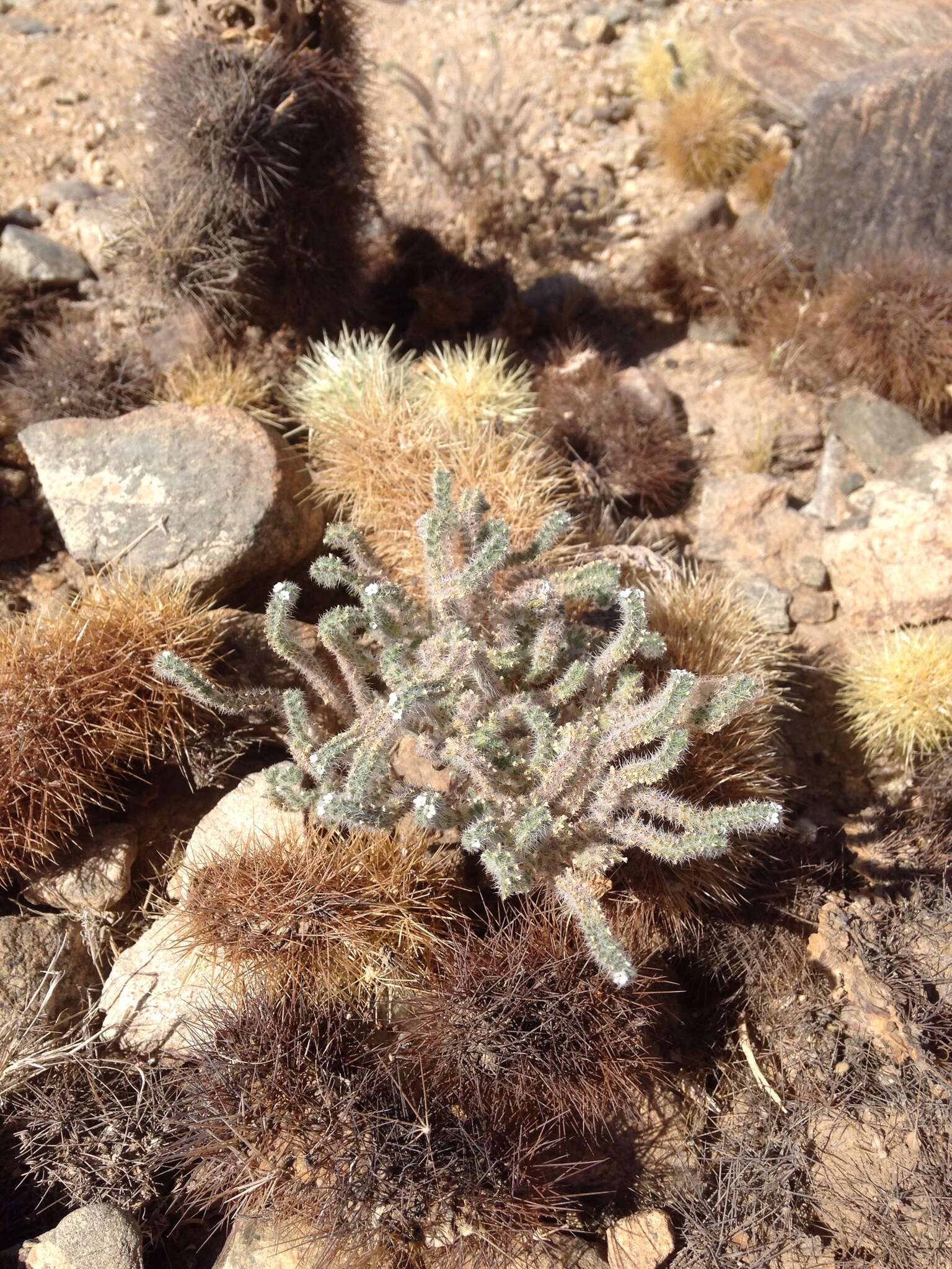 Imagem de Johnstonella angustifolia (Torr.) Hasenstab & M. G. Simpson