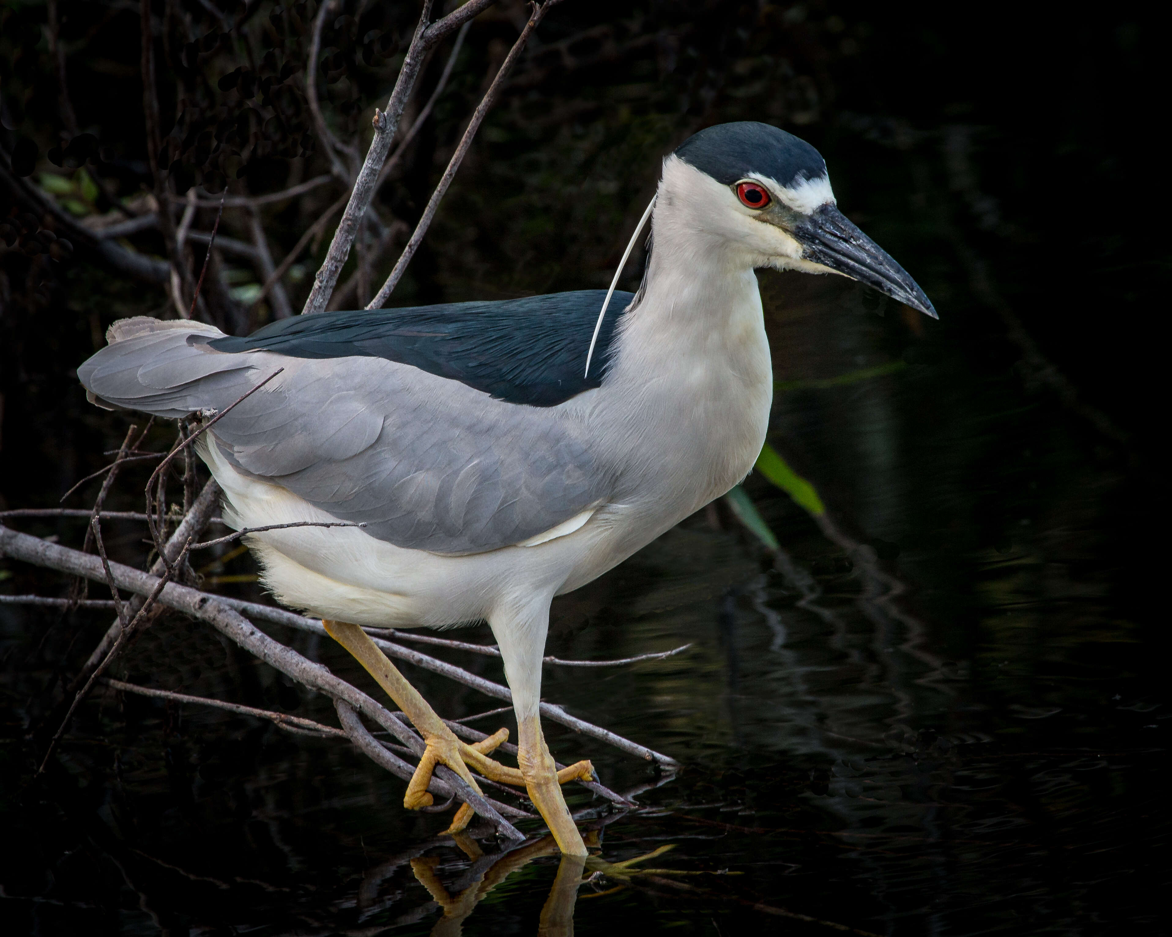 Image of Night Herons