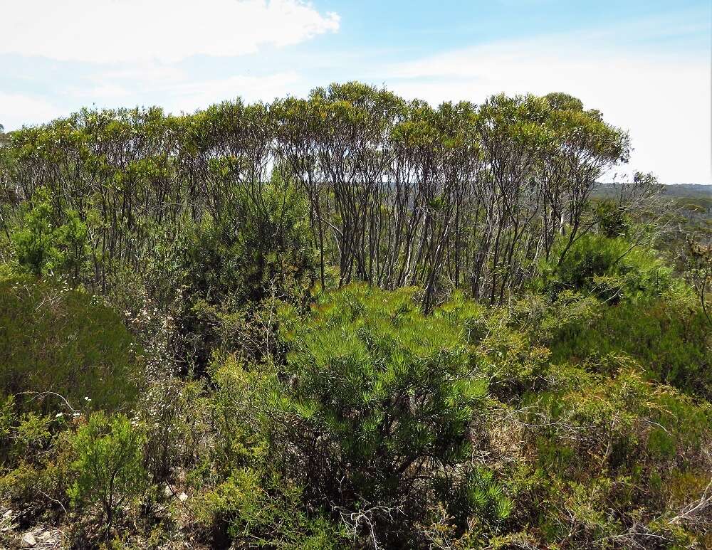 Image of Eucalyptus stricta Sieber ex Spreng.