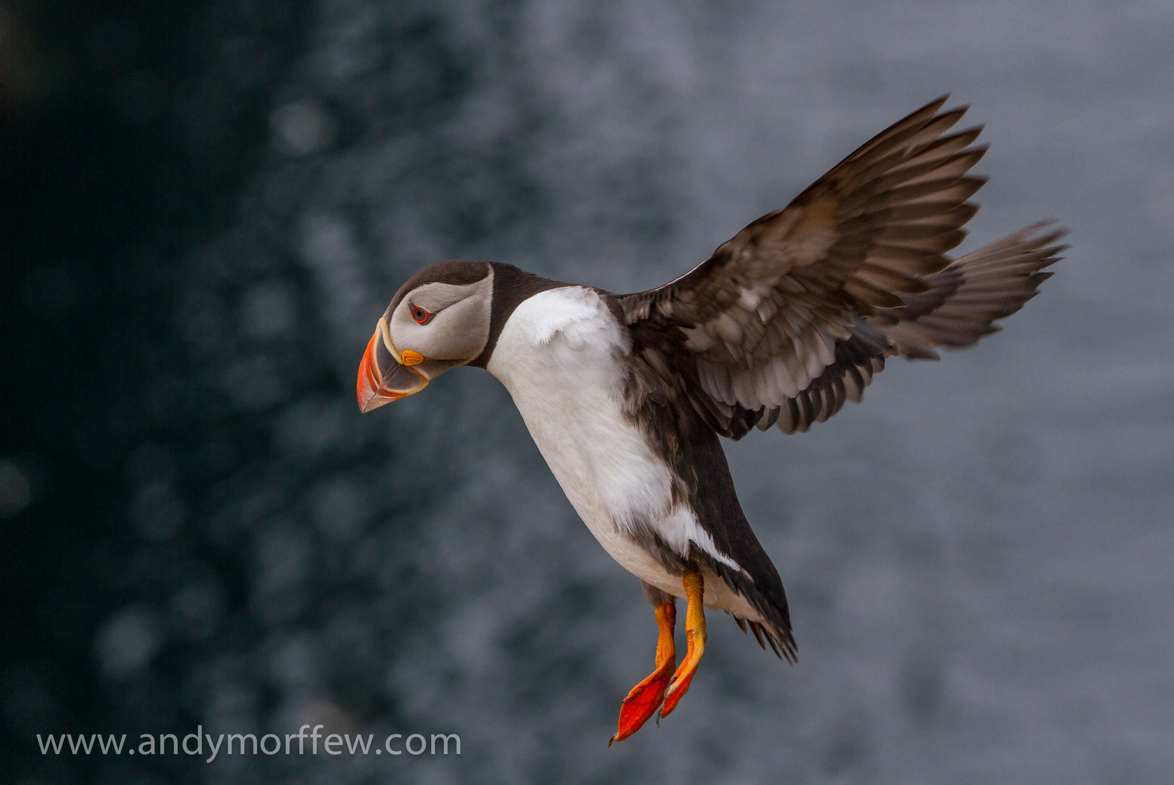 Image of Puffin