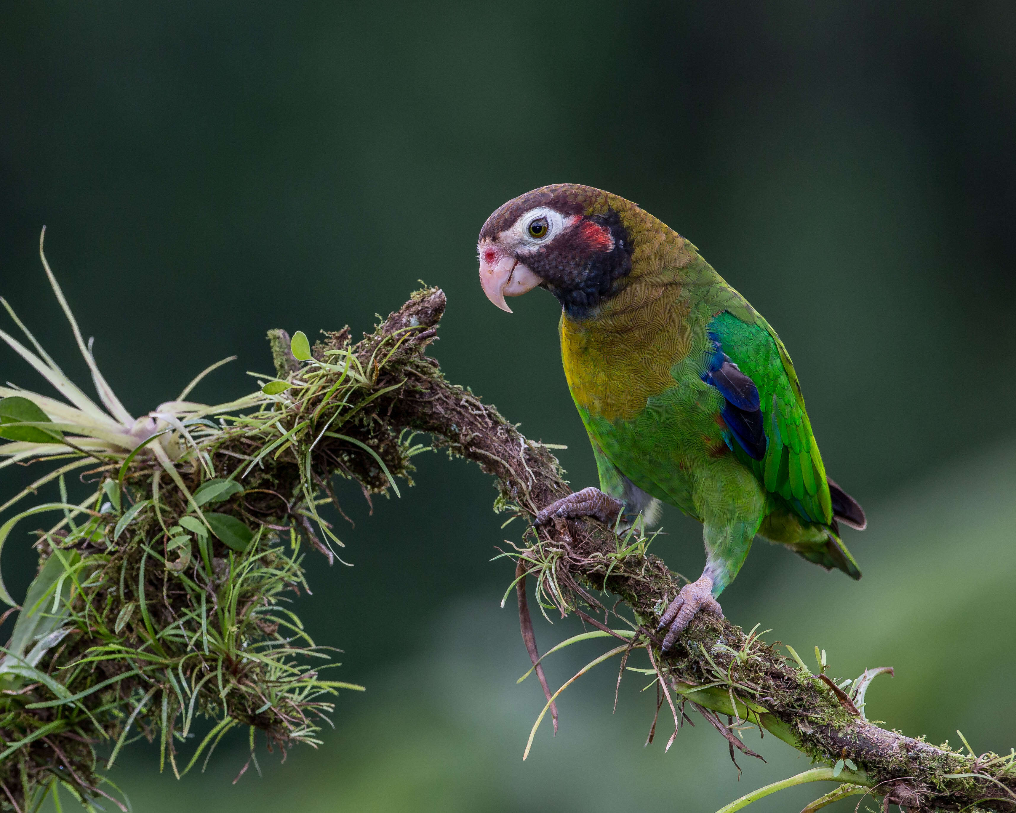 Image of Brown-hooded Parrot