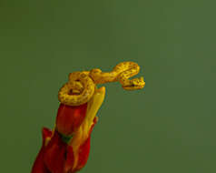 Image of Eyelash Viper