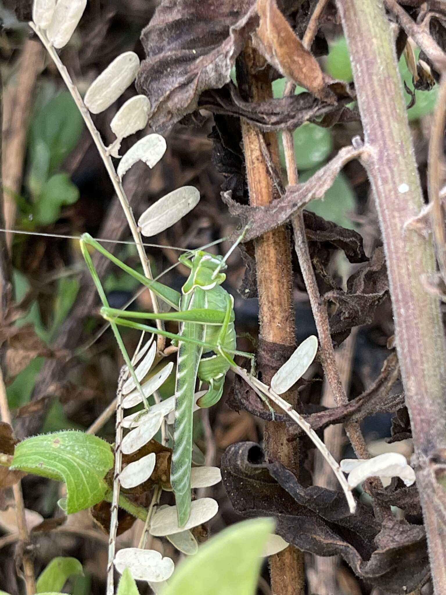 Image of Elegant Bush Katydid