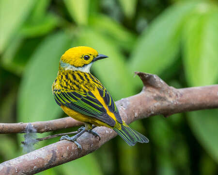 Image of Silver-throated Tanager