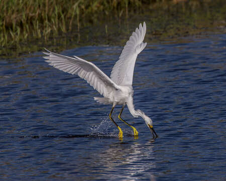 Image of Snowy Egret