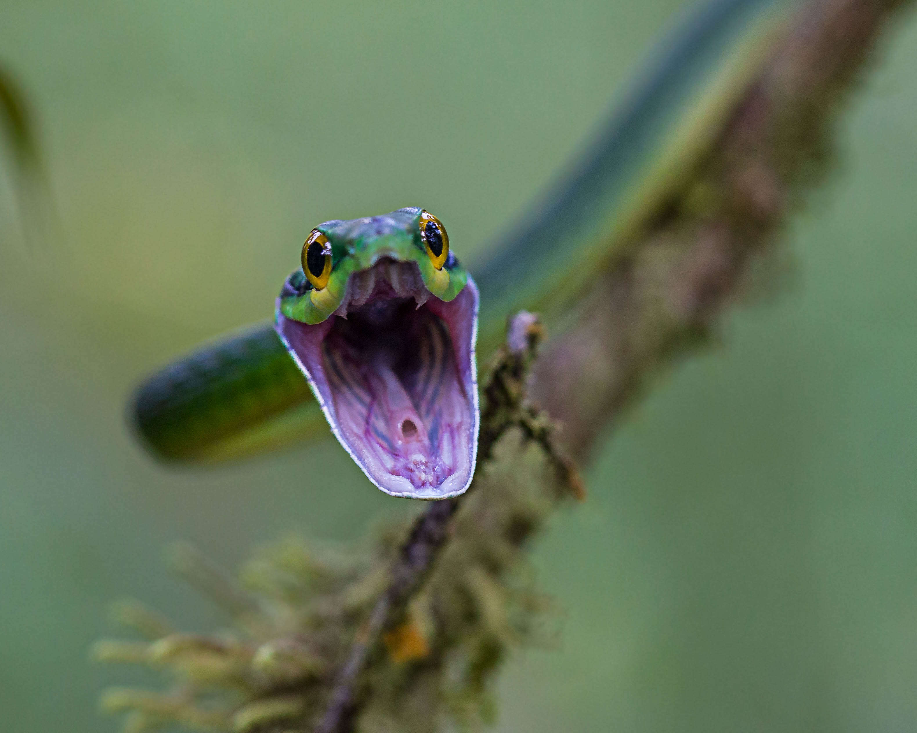 Image of Green Parrot Snake