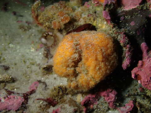 Image of orange rough ball horny sponge