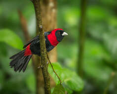 Image of Crimson-collared Tanager