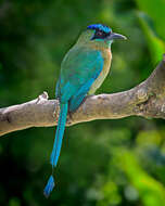 Image de Motmot de Lesson