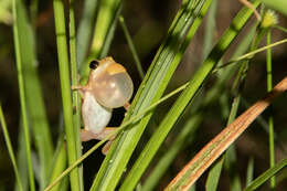 Image of De Witte's spiny reed frog