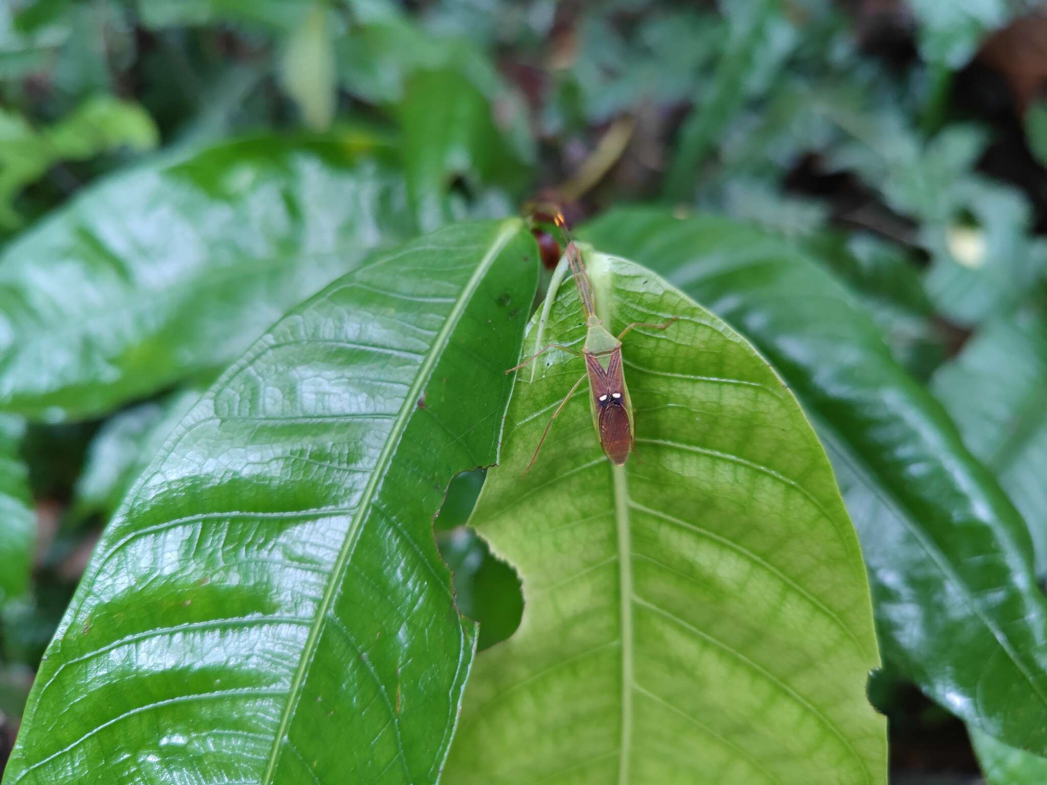 Imagem de Homoeocerus (Anacanthocoris) bipunctatus Hsiao 1962