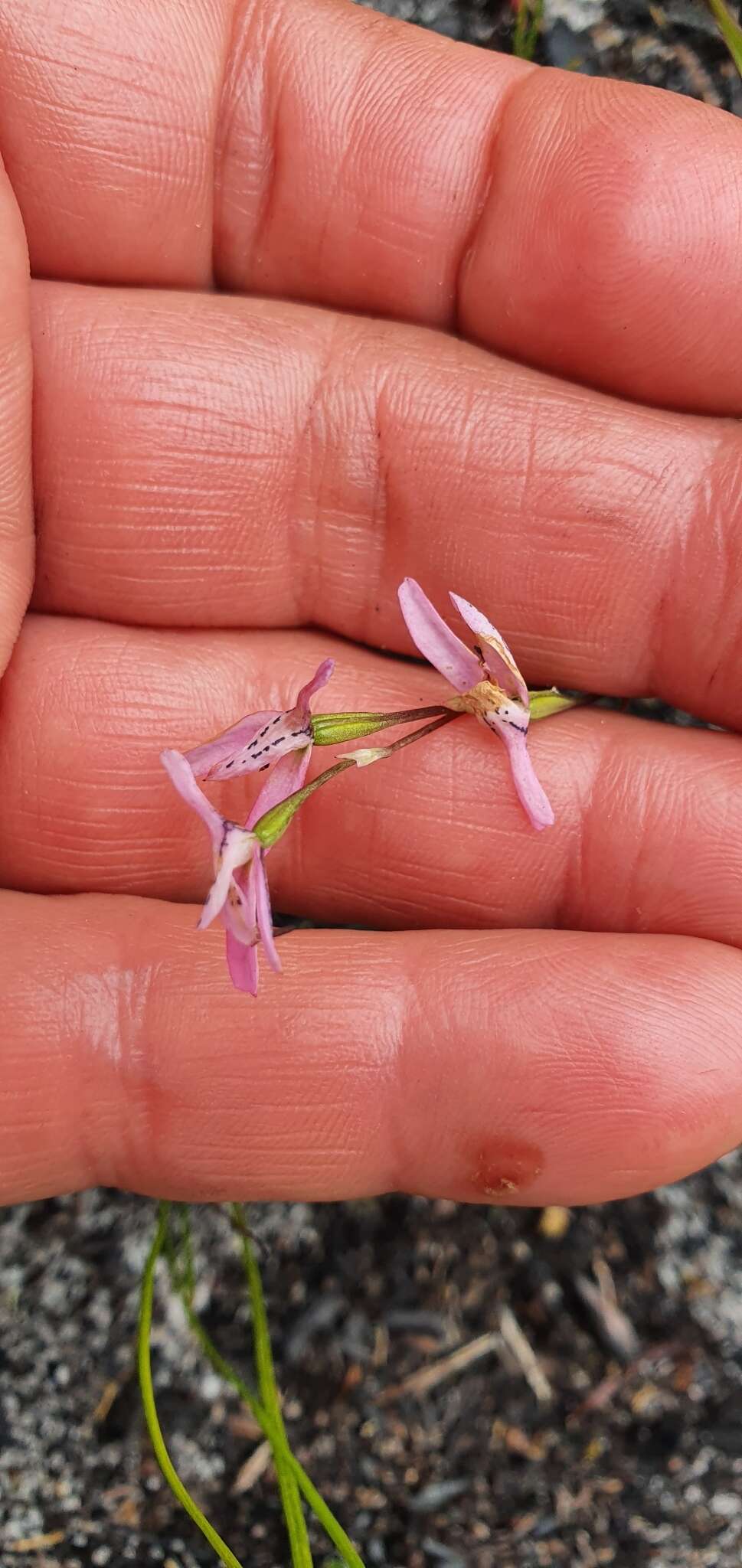 Image of Disa obliqua (Lindl.) Bolus