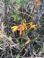 Image of Cattleya luetzelburgii Van den Berg