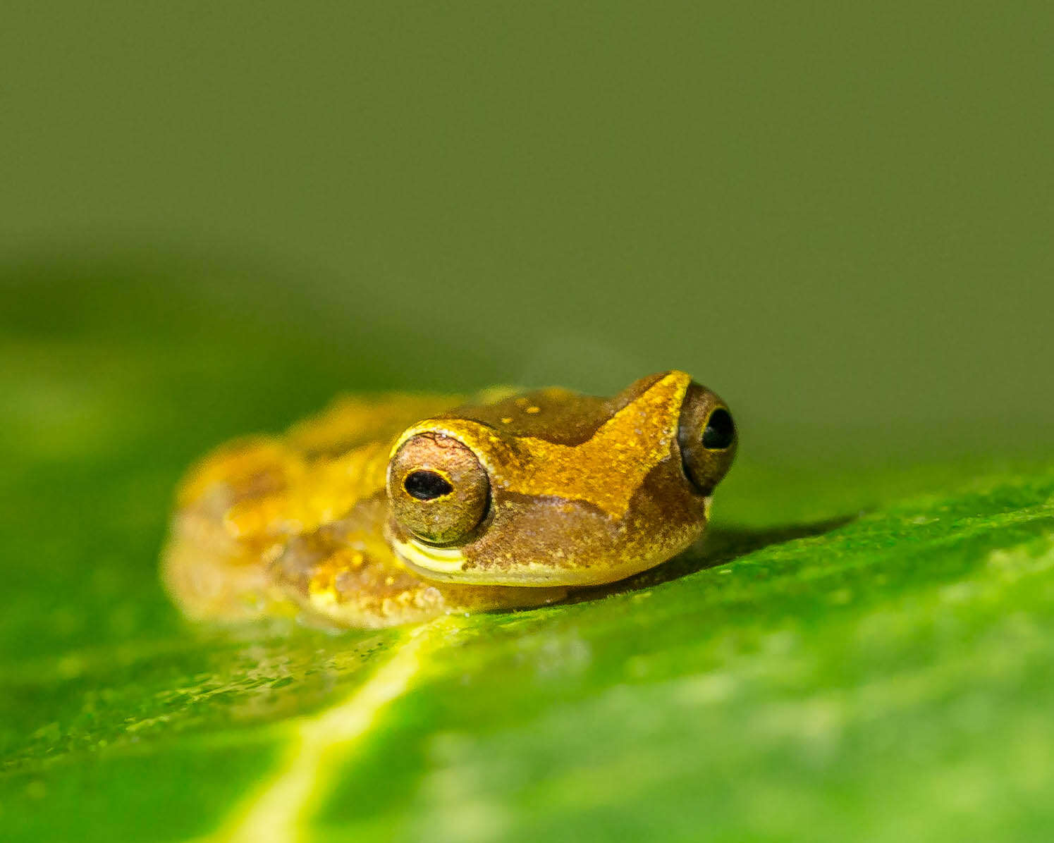 Image of Hourglass Treefrog