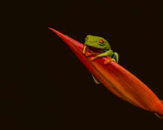 Image of Red-eyed Leaf frog