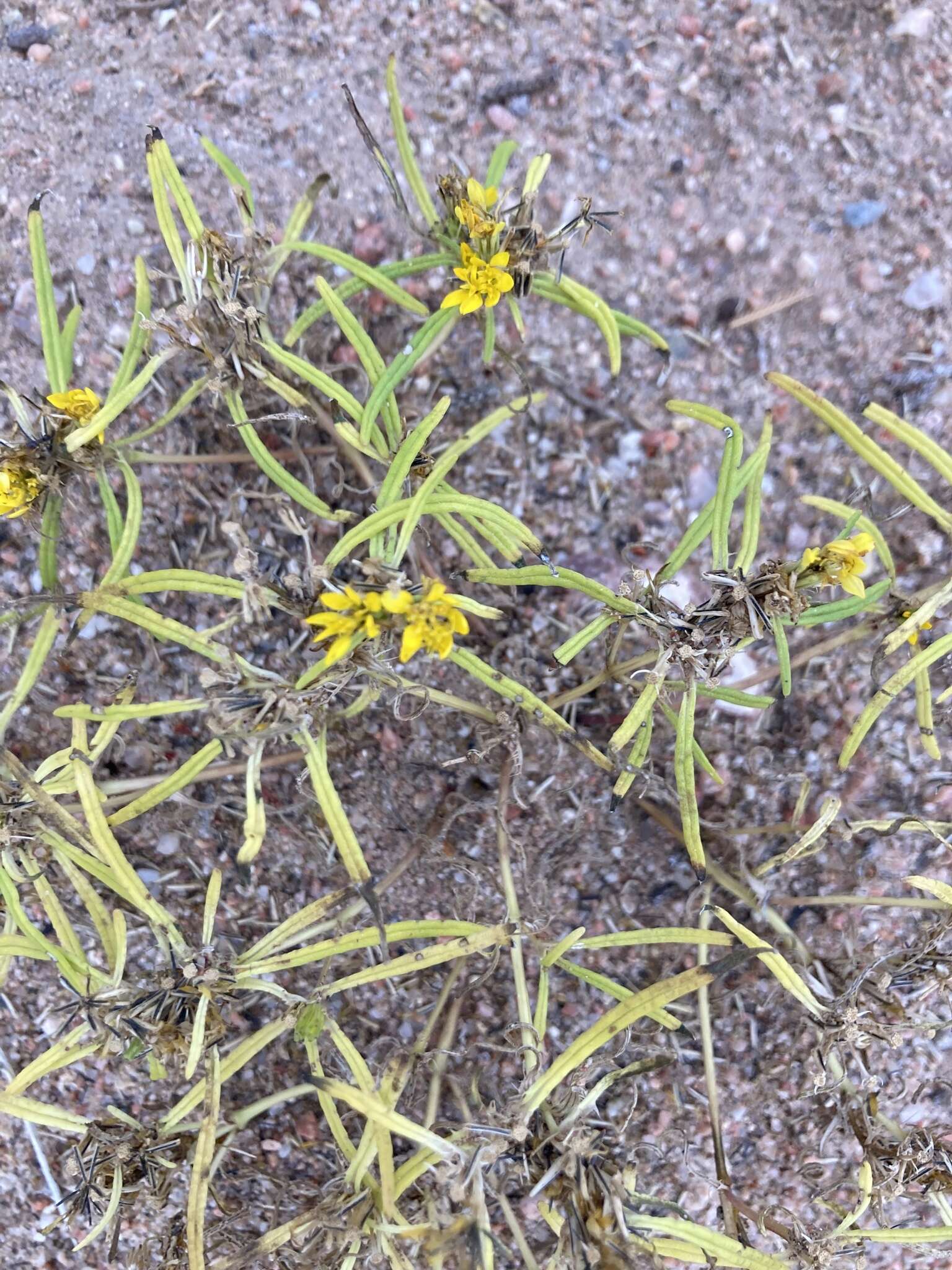 Imagem de Pectis angustifolia Torr.