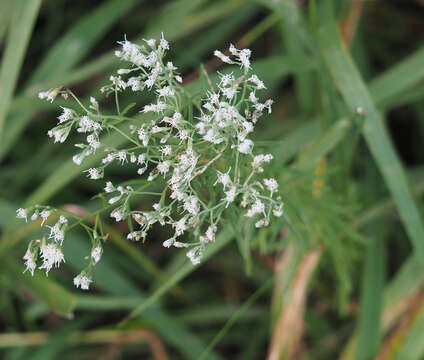 Sivun Eupatorium hyssopifolium L. kuva