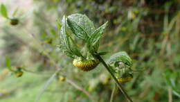 Image of Carpesium nepalense Less.