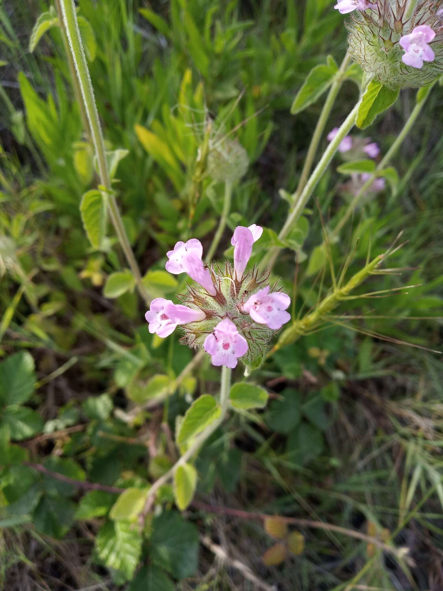 Слика од Clinopodium vulgare subsp. orientale Bothmer