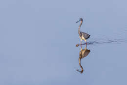 Image de Aigrette tricolore