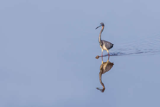 Image de Aigrette tricolore