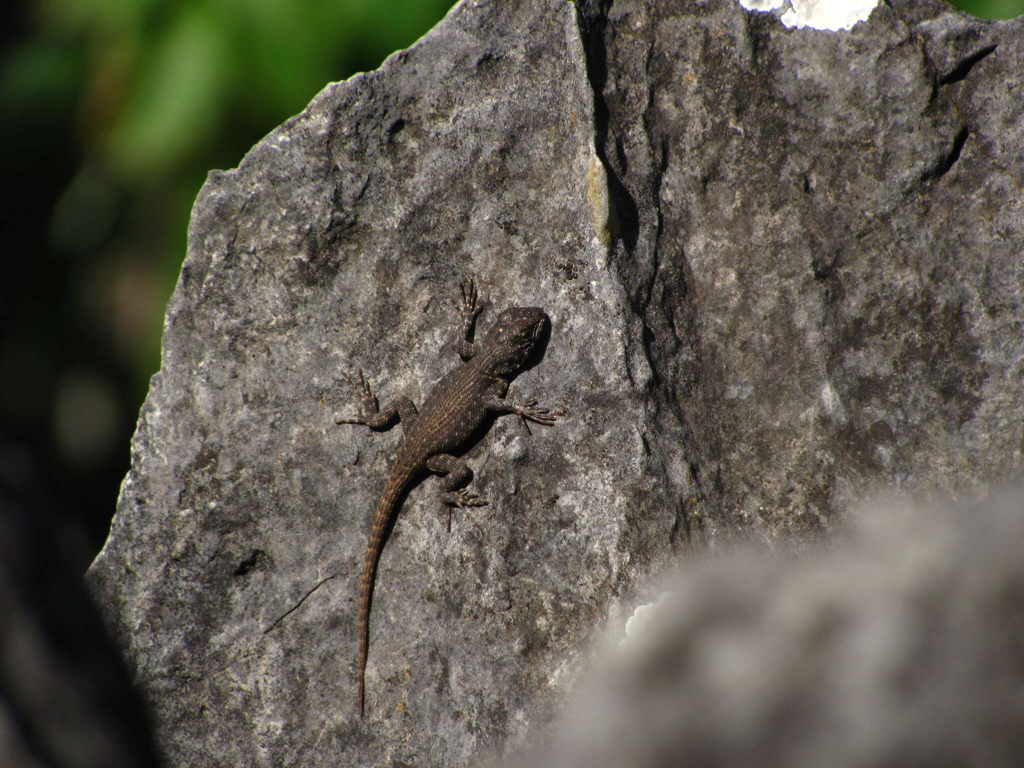 Imagem de Sceloporus pyrocephalus Cope 1864