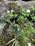 Image of Canadian summer bluet