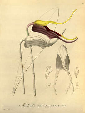 Image of Masdevallia elephanticeps Rchb. fil. & Warsz.