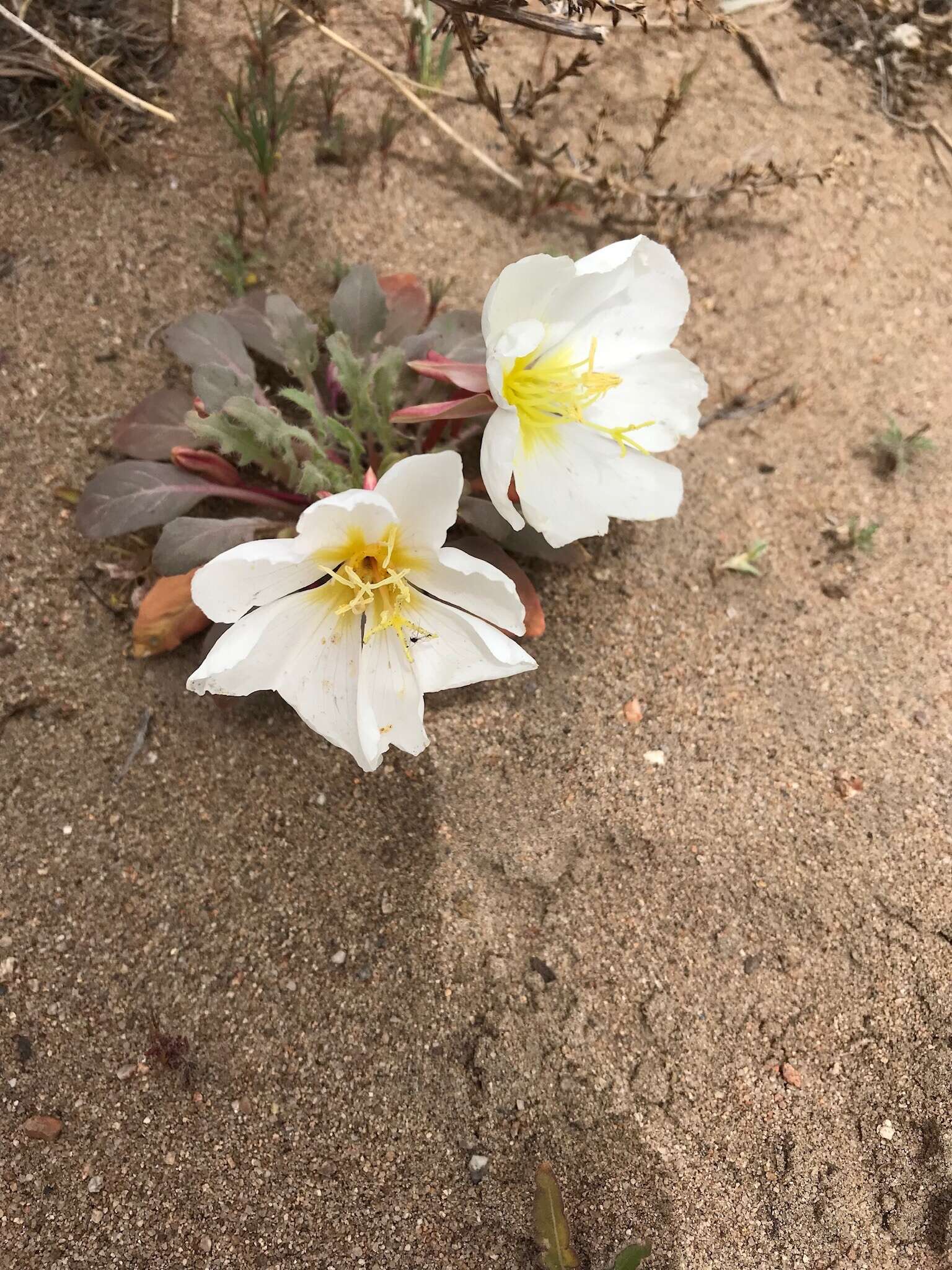 Imagem de Oenothera deltoides subsp. piperi (Munz) W. Klein