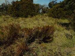 Image of Dracophyllum pearsonii T. Kirk