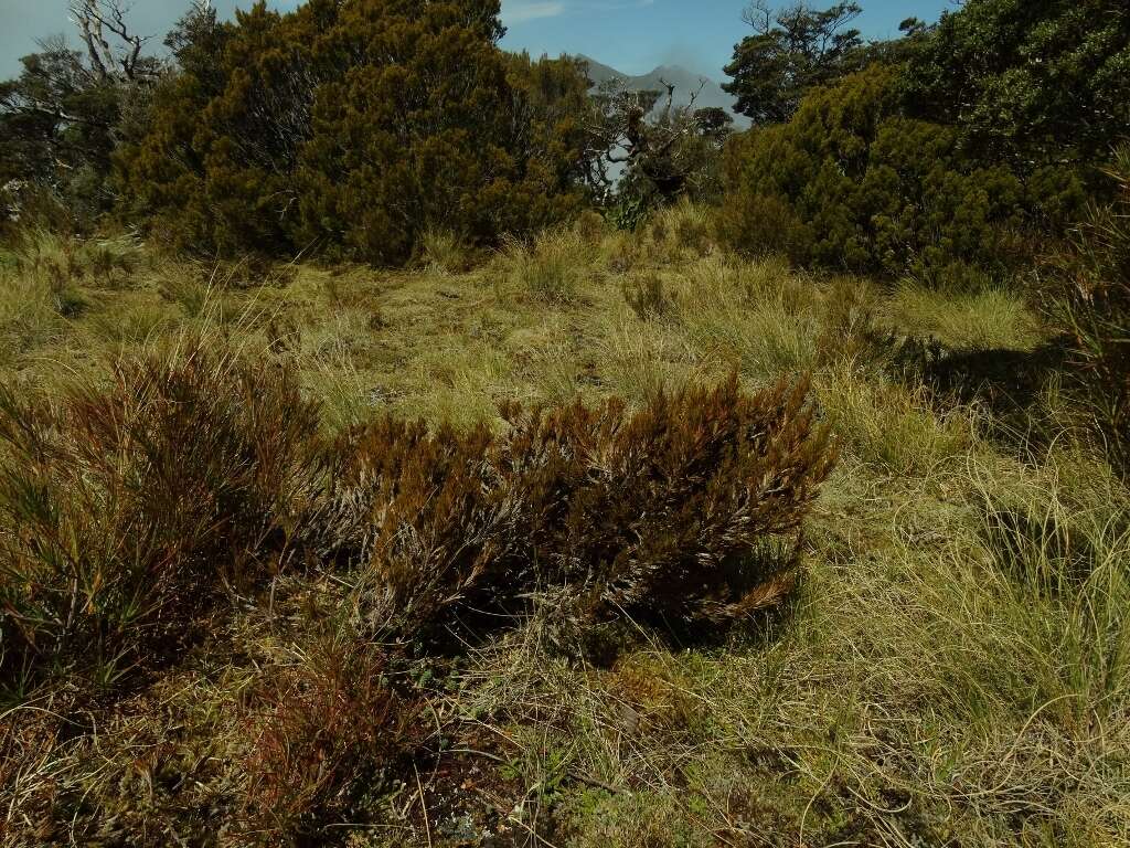 Image of Dracophyllum pearsonii T. Kirk