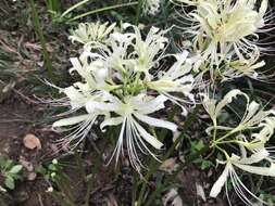 Image of red spider lily