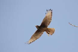 Image of White-eyed Buzzard