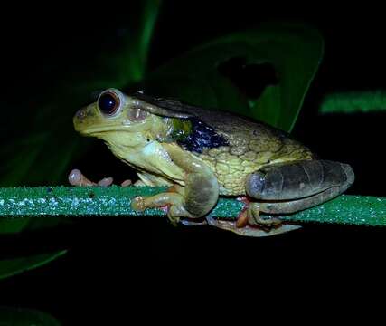 صورة Trachycephalus coriaceus (Peters 1867)