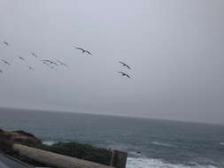 Image of California brown pelican