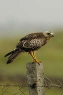 Image of White-eyed Buzzard