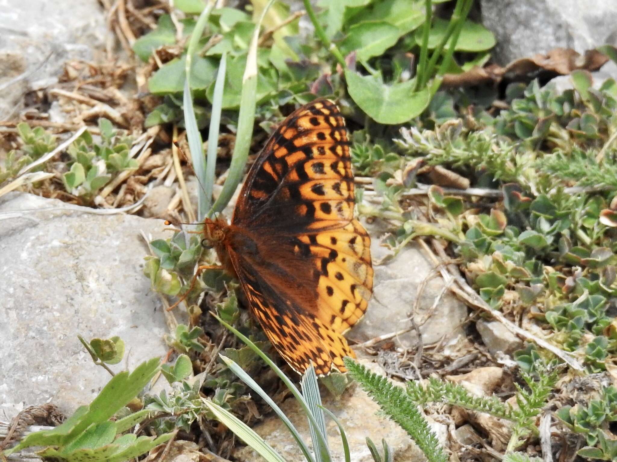 Image of Speyeria hesperis capitanensis R. Holland 1988