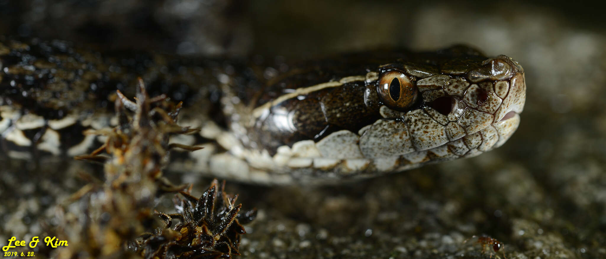 Image of Gloydius tsushimaensis (Isogawa, Moriya & Mitsui 1994)